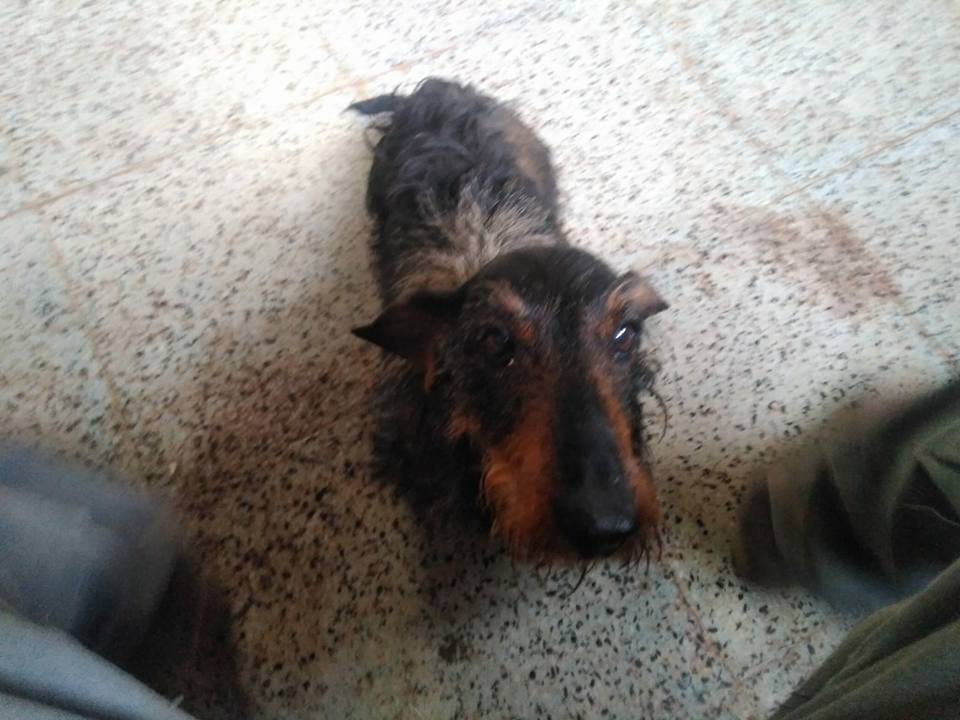 SosAbuelos1's tweet image. CHANEL (12 AÑOS) NO SABEMOS PROVINCIA
Chanel es una hembrita tekel cuyos dueños murieron y la encontraron por la calle vagando, necesita acogida o adopcion, si no entrara en la perrera, y es una pena a su edad. Es muy buena y cariñosa.
Pili 625253957
facebook.com/oscar.eltaxist…