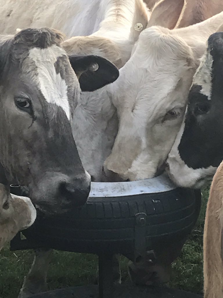 John Pringle On Twitter Mineral Feeder Top Up