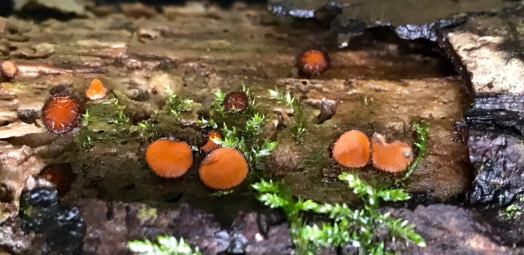 NWFungusGroup's tweet photo. Our next members foray 24th June @ Moor Piece NR.(see website for full details). Not a member? Not a problem come and try it out https://t.co/ChtnWGqCqi