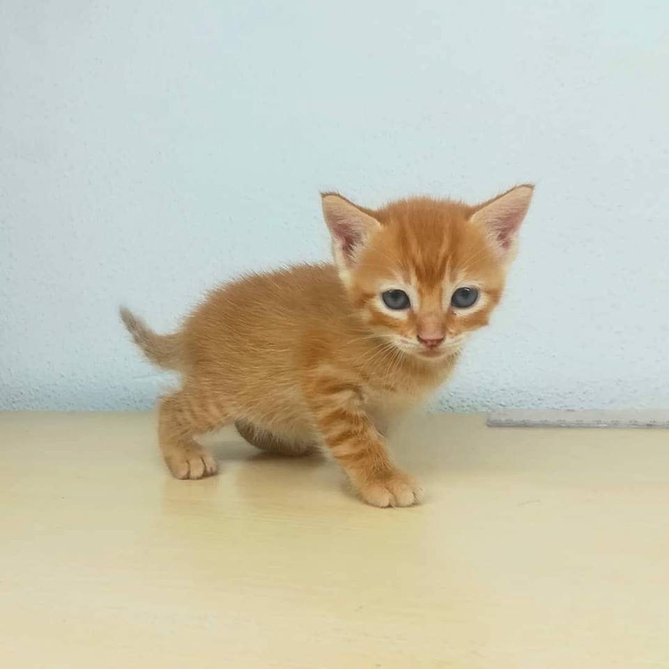 sosgatosmurcia's tweet image. La pequeña Ciruela os desea #FelizDomingo! Con su hermanito Albaricoque ya reservado, ella no puede ser menos! Si no puedes #adoptar, ayuda a esta princesita con un RT! Puede viajar por España!