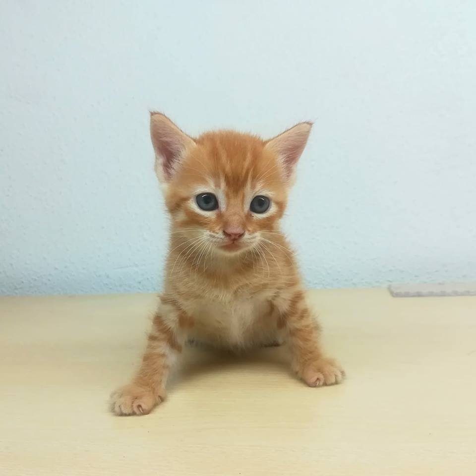 sosgatosmurcia's tweet image. La pequeña Ciruela os desea #FelizDomingo! Con su hermanito Albaricoque ya reservado, ella no puede ser menos! Si no puedes #adoptar, ayuda a esta princesita con un RT! Puede viajar por España!