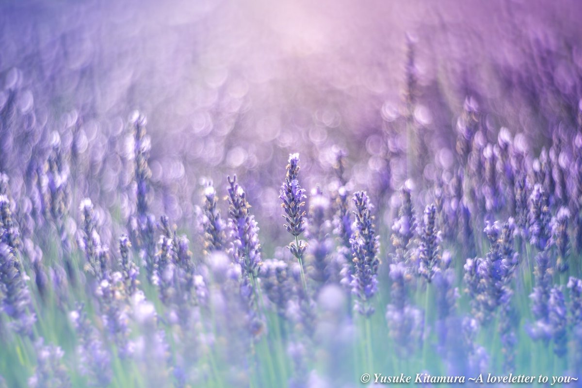 北村 佑介 花の写真 ラベンダー 花をながめて Lavender ドリーミーフォト 俄然ドリーミー Petzval ペッツバール Lomography ロモグラフィー
