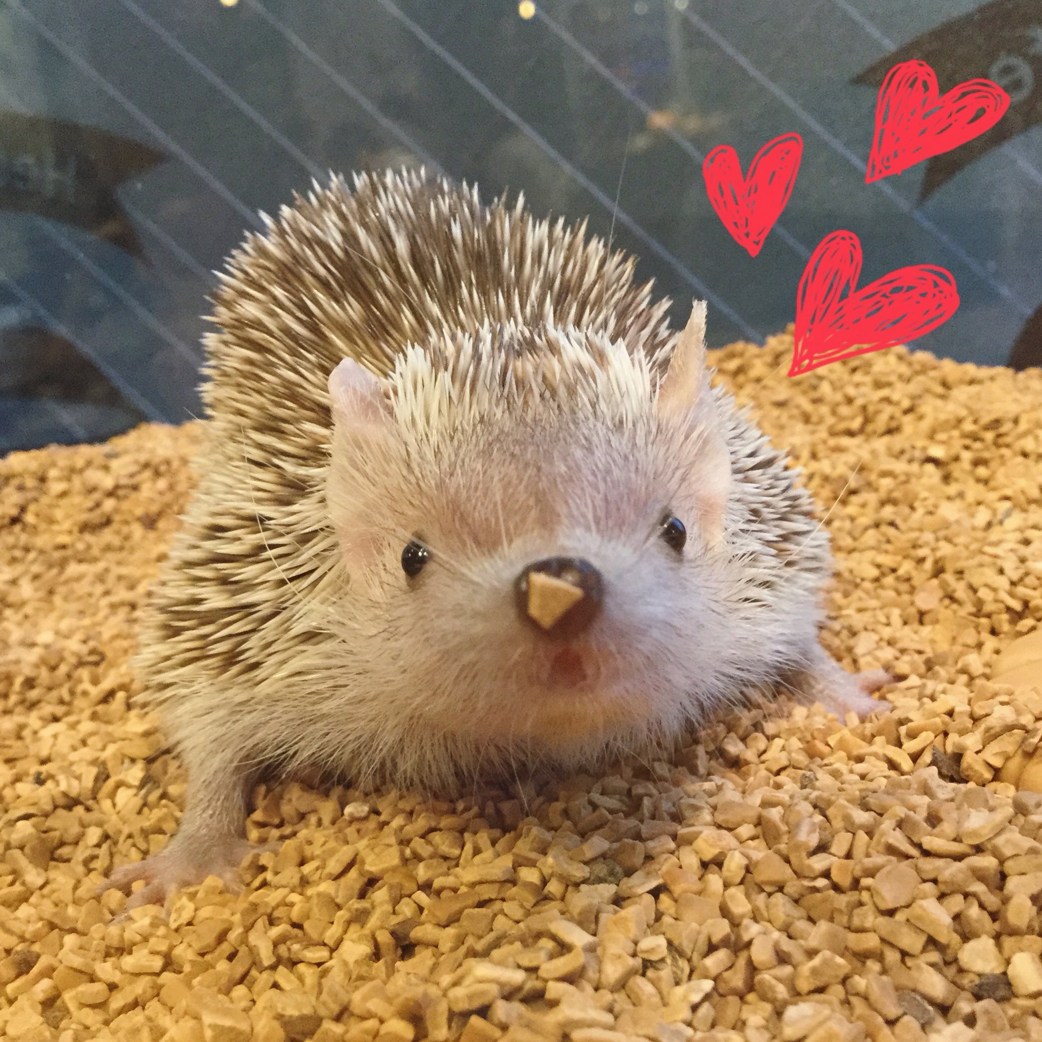 ハリネズミカフェ 原宿駅前店 鼻に床材がついて 少しお間抜けなヒメハリちゃん 当店の床材はハリちゃんが食べても安全なクルミのチップを使用しております 世界初 ハリネズミカフェ ハリネズミ 専門店 Harry Hedgehog Hedgehogcafe Harajuku
