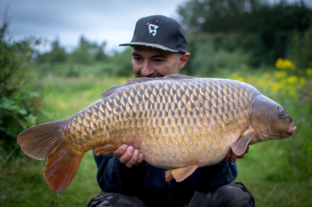 johnbassili's tweet photo. A @BaitTech TRIPLE-N boilie eating machine caught this time last year! Using @GardnerTackle mugga hooks and end tackle.
#teambaittech #common #carp #angling #fish #fishing #day #picturesque #picture #gardnertackle #mugga #hooks #photography #nikon #prime #lens #lake #summer #2017 https://t.co/ry7Ow3Q2N2