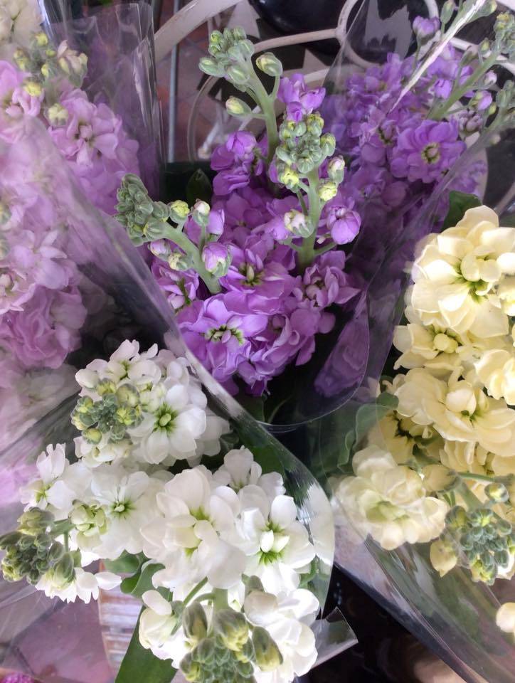 Flowers n Things tweet media