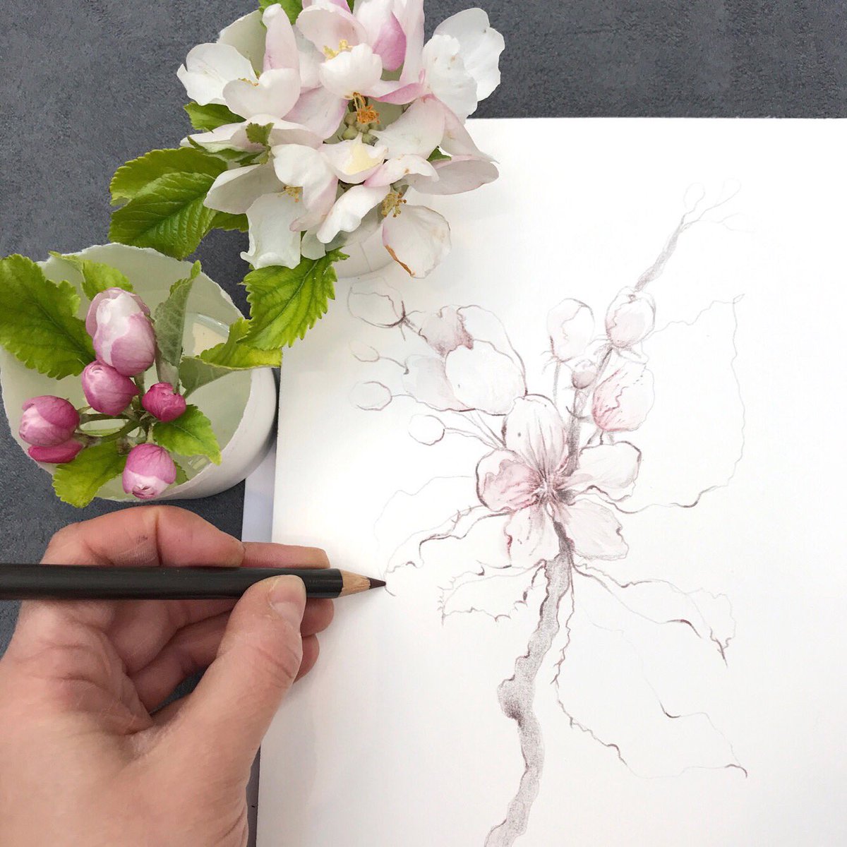 Kerry Lemon Apple Blossom Drawing Created During My Artist Residency Couttsandco X