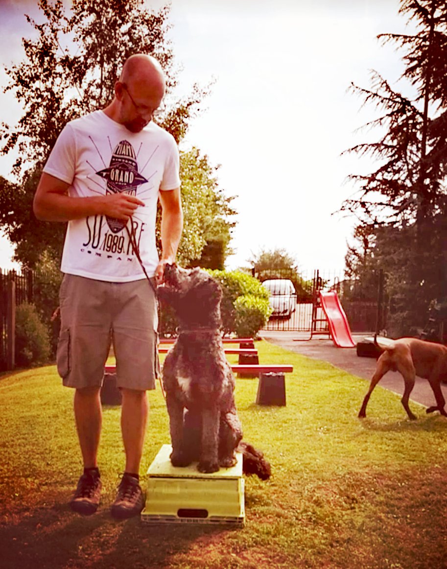 baldyman71's tweet photo. Some early morning PLACE training with Charlie the Sproodle on my small obstacle course #dogs #dogtraining #sproodle #cardiff #happydog #positivetraining https://t.co/zmIsd8wtqT