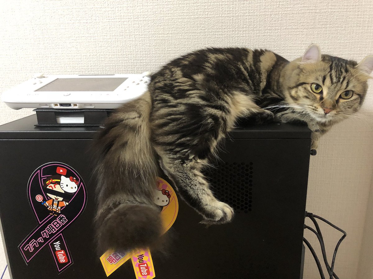 aaasukachannel's tweet photo. ただいま〜😊
姫ちゃんこんなとこにいたw
今から動画編集するので更新は24時過ぎちゃうかも(´；ω；`)ゴメン。 https://t.co/1GiEMawo0z