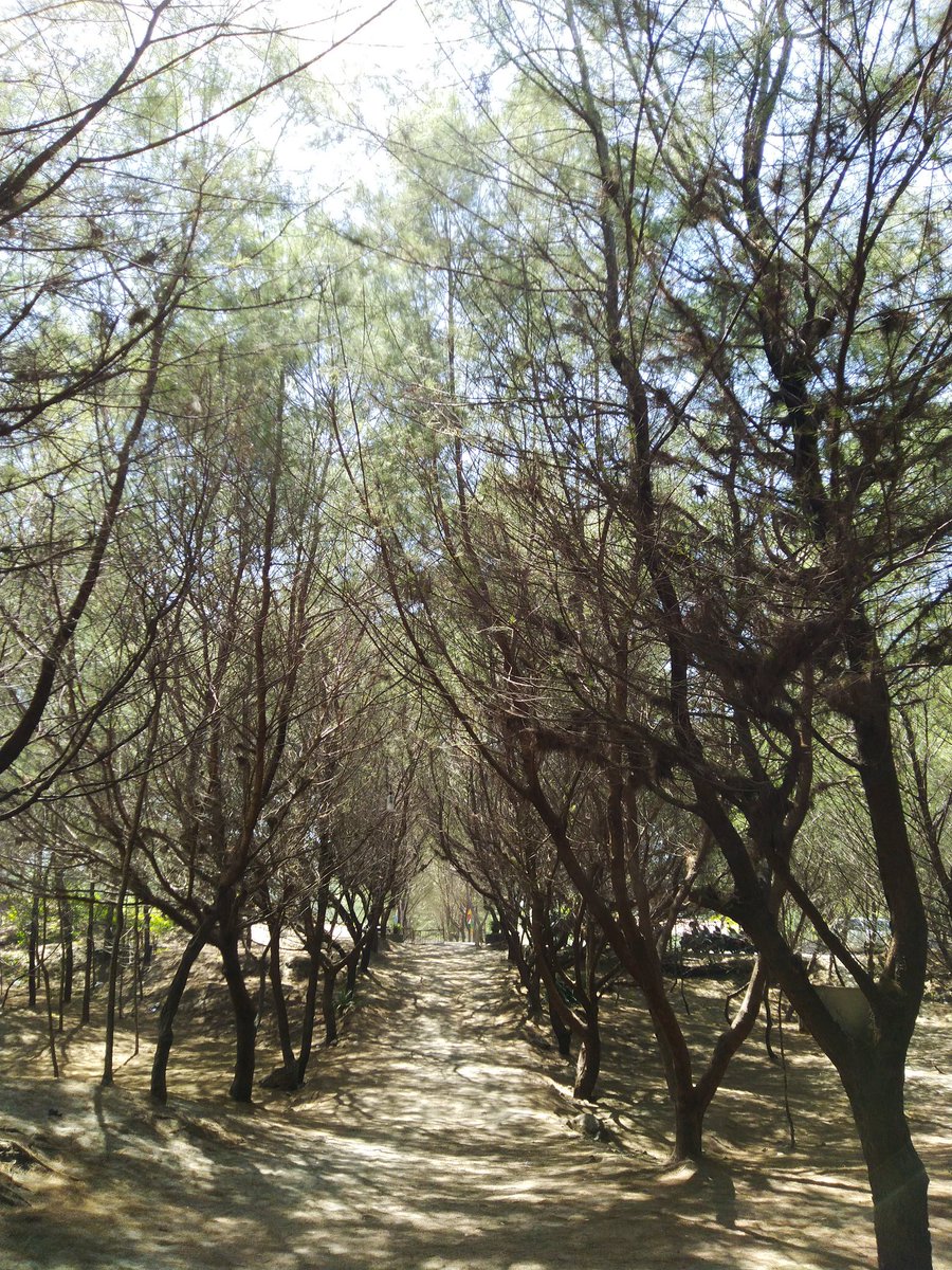 Albert Ghana Pratamas Tweet Pantai Cemara Sewu Pantai