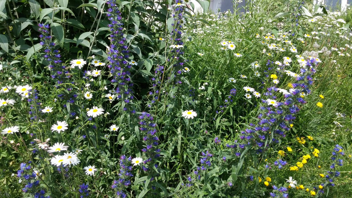 AdeLudlam's tweet photo. @sharkeee @paulrob86 @edfehinkleyc Got a similar thing going on in my front garden #forthepollinators https://t.co/BW84st6xGP