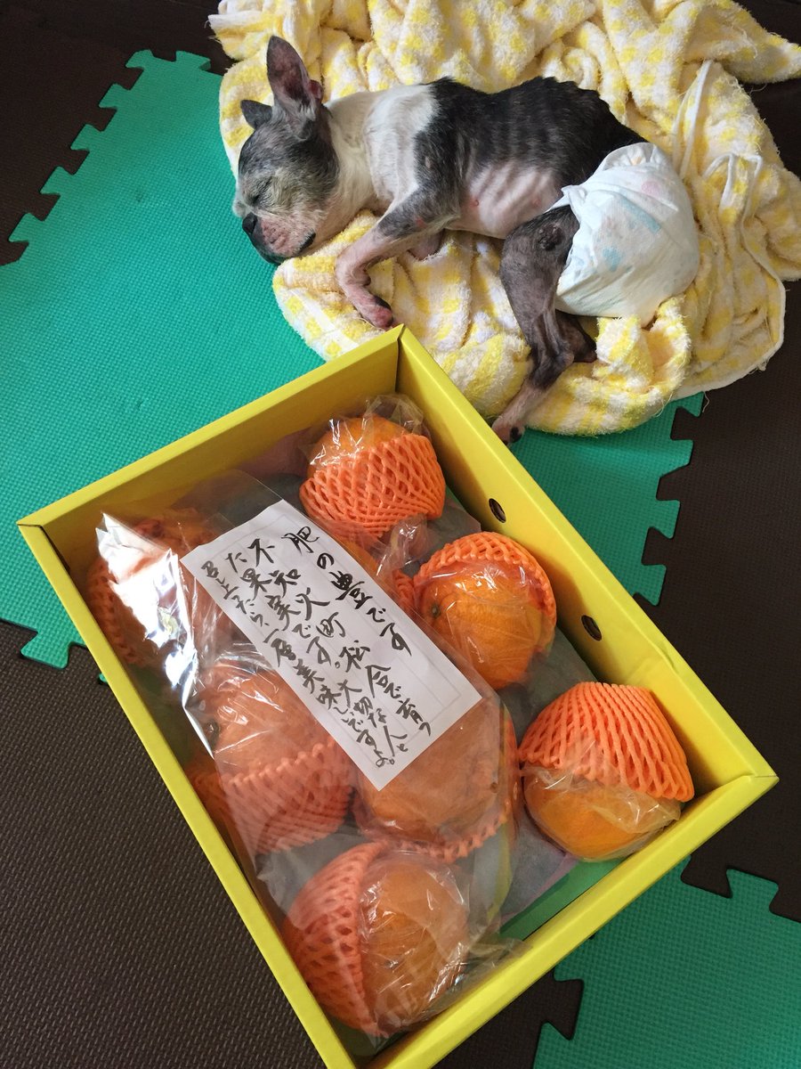 ট ইট র ムー ボストンテリア お供え物ではありません 生きています 笑 熊本の叔父からムーさんの大好きなデコポンが届きました ありがとう ムーさんが喜ぶ とは言えず ですがお礼の電話をしました 笑 秘密結社老犬倶楽部