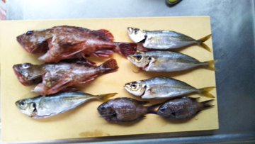 スズメダイの食べ方は 小さい幼魚でも美味しい調理法 レシピを紹介 ちそう
