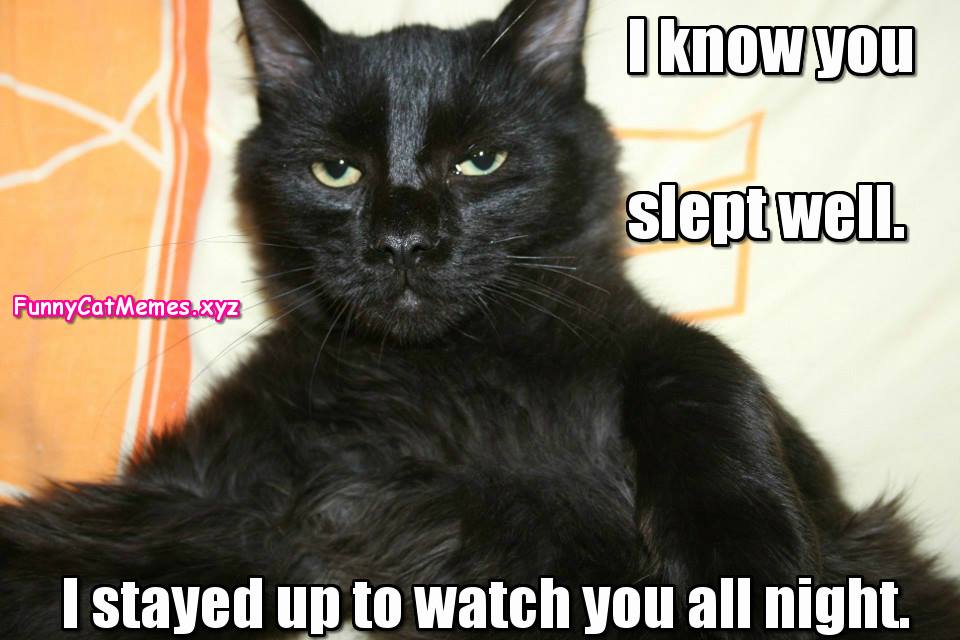 FluffiesPets's tweet photo. Creepy cat 😂😂 https://t.co/KU1K4VdwRY
