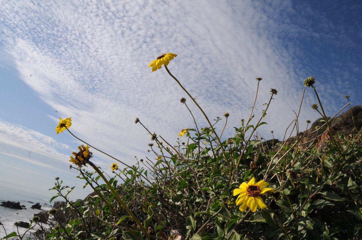shadowofthelens's tweet photo. Happy Sunday friends!  #clouds #FlowerPower #Flowers #sky #SundayTODAY #Perspective #happiness @EarthandClouds @500pxrtg #photography #landscapephotography #beautifulday #nature #NaturePhotography #Nikon #Hiking #angle https://t.co/6pPprUn7o1