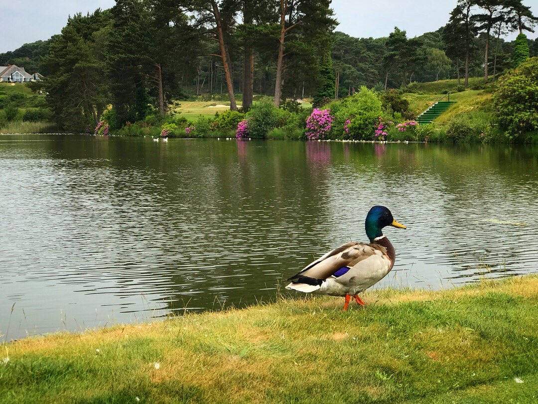 CoachLockey's tweet image. Awesome day @ClubParkstone ... I literally can not fault anything about this course and love it every time I play. Bloody brilliant 🔥🔥🔥🔥