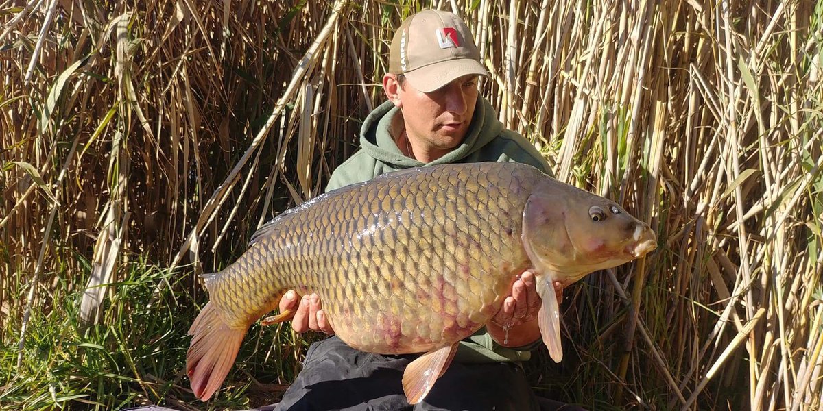 karperltd's tweet photo. South African Consultant @wynand_booysen has been on the bank this weekend, bagging this bar of gold at 29lb 12oz. Falling to the KARPER Dispersion Coconut popup over a bed of KARPER RS. #SA #karperltd #karperbaits #carpfishingsouthafrica https://t.co/uNBlcgMzgF
