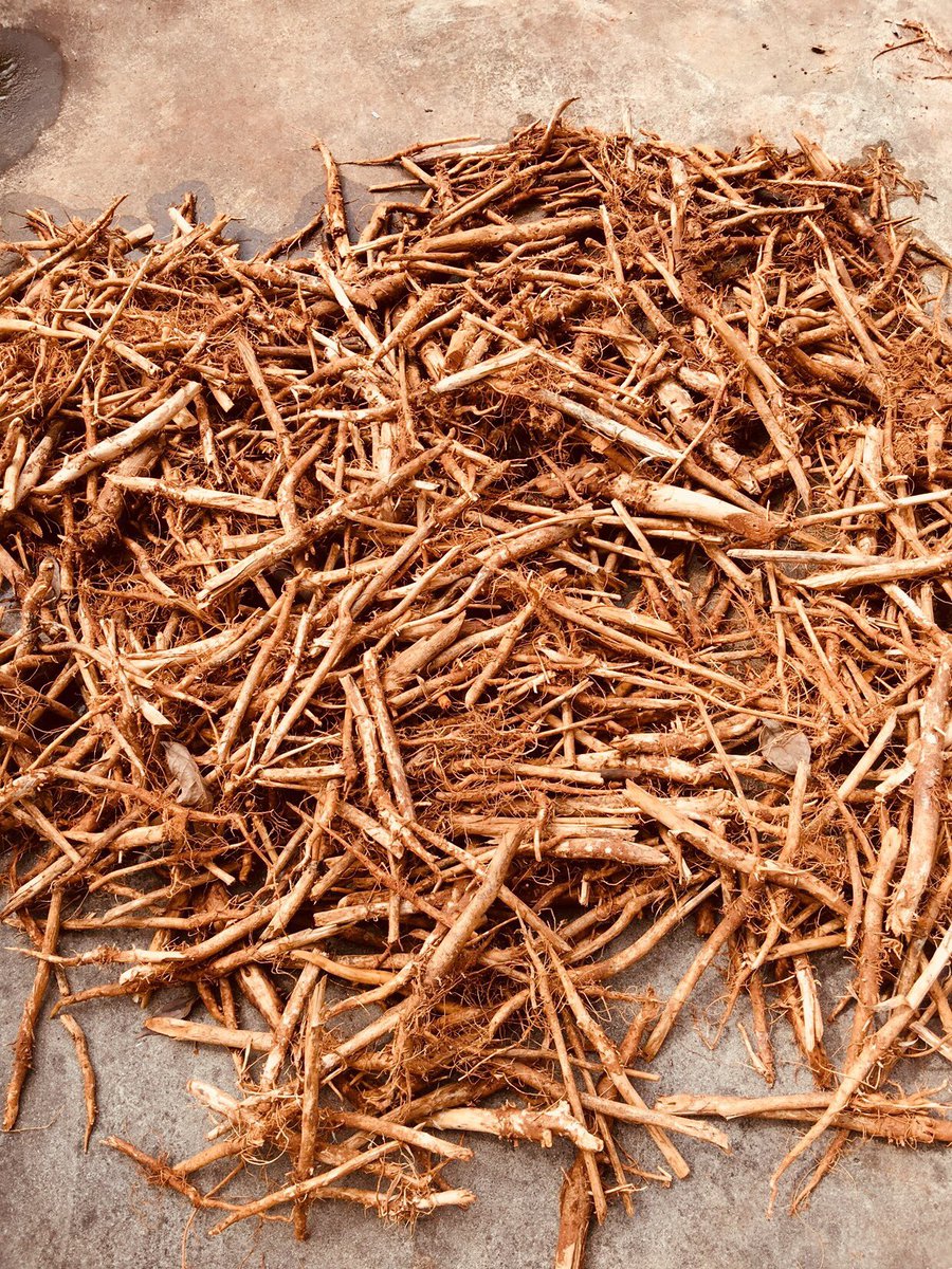 olivedd's tweet image. รากเฮมพ์ Hemproots #restorehemp #hempthai #hempcansavetheplanet
