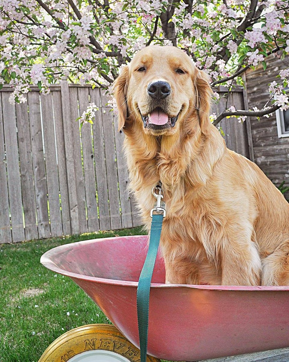 bonjourfido's tweet photo. Happy Sunday Funday 😘💕! Gotta wear green when ur gardening 💚😊🌱! #SolidCollection #DogCollar #dogs #goldenretriever
Shop this look👉https://t.co/V0RtdWoiXz https://t.co/THYTedhYEB