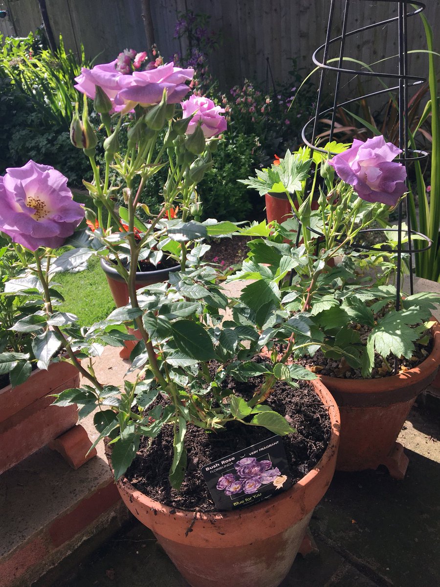 Lozzenge_loz's tweet photo. Fell for this rose at the garden centre yesterday. Colour &amp; fragrance are divine! #Gardening #LoveYourPlot https://t.co/mdcvJ0DXME