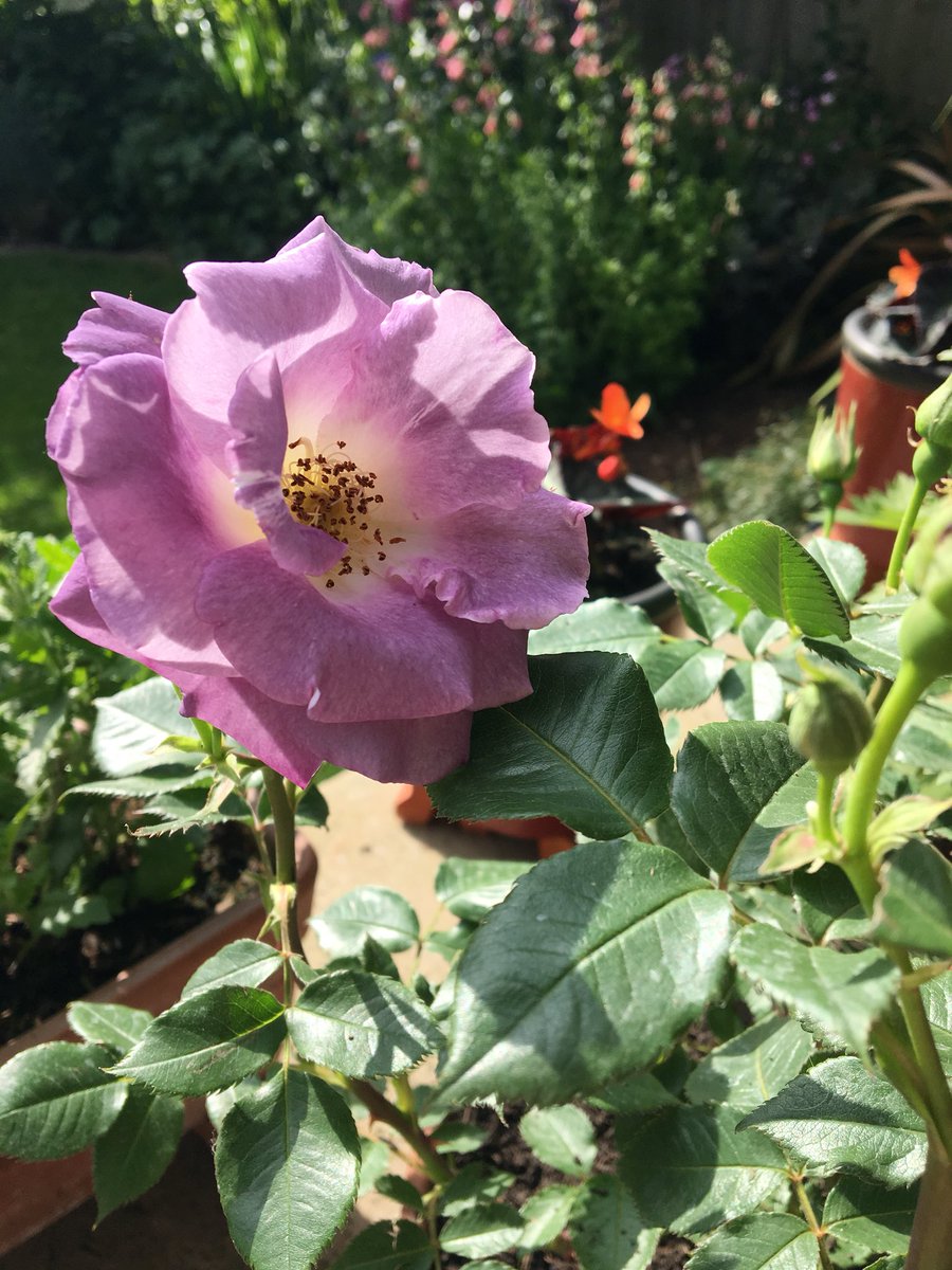 Lozzenge_loz's tweet photo. Fell for this rose at the garden centre yesterday. Colour &amp; fragrance are divine! #Gardening #LoveYourPlot https://t.co/mdcvJ0DXME