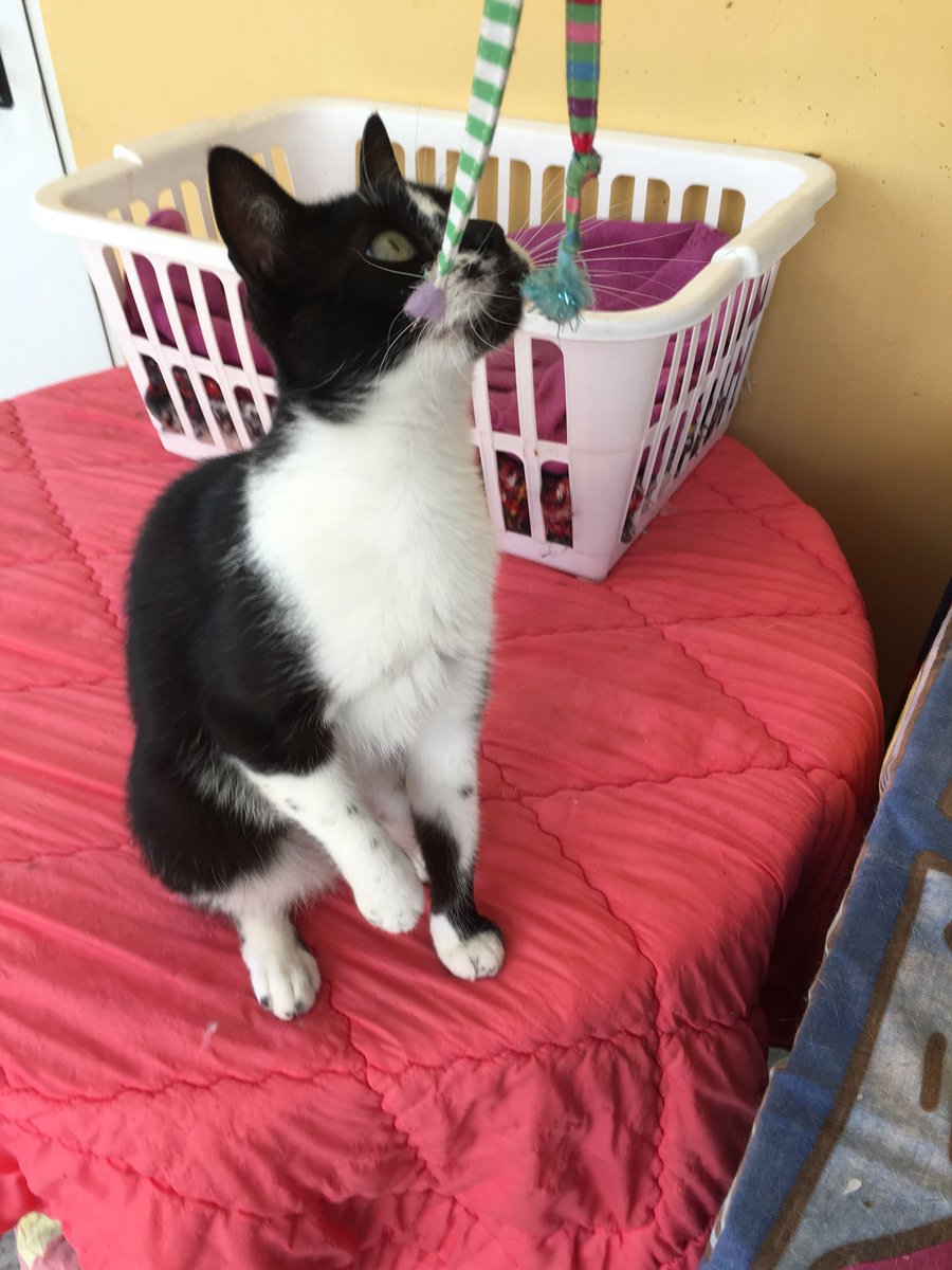 sosgatosmurcia's tweet image. Tras cancelarse su reserva de #adopción conjunta, buscamos un nuevo hogar para Coral y su madre Estrella, estas gatitas preciosas y adorables ya pasaron por la pérdida de su mamá humana...toca que la suerte les sonría al fin!