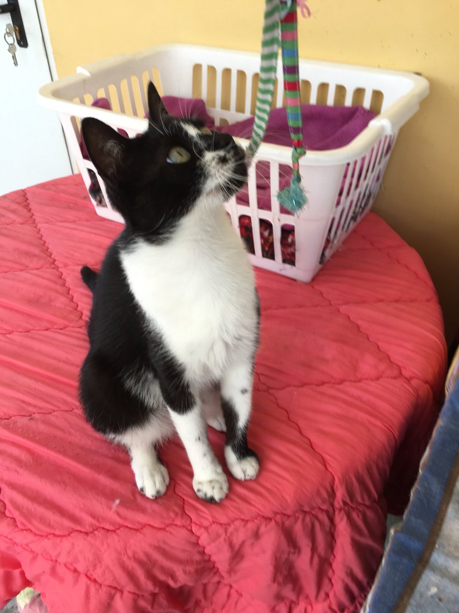 sosgatosmurcia's tweet image. Tras cancelarse su reserva de #adopción conjunta, buscamos un nuevo hogar para Coral y su madre Estrella, estas gatitas preciosas y adorables ya pasaron por la pérdida de su mamá humana...toca que la suerte les sonría al fin!