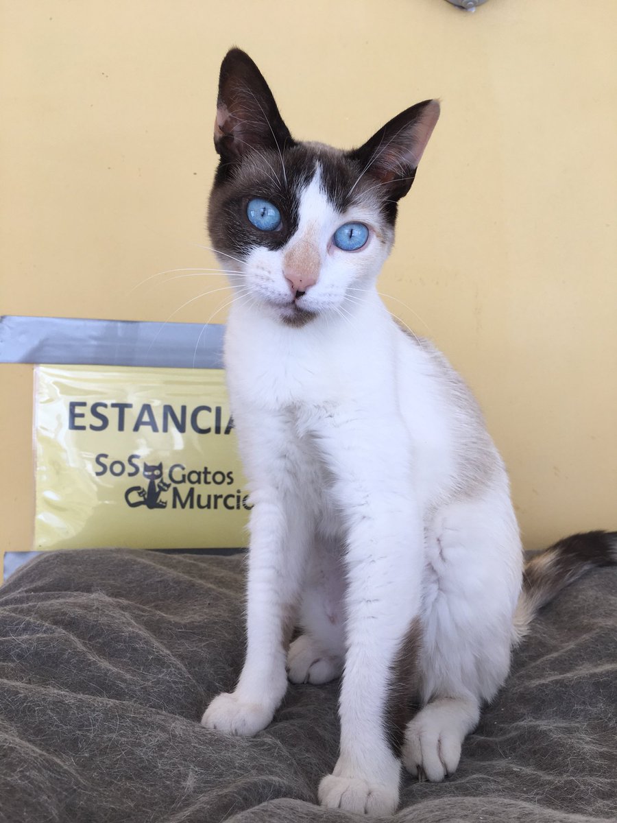 sosgatosmurcia's tweet image. Tras cancelarse su reserva de #adopción conjunta, buscamos un nuevo hogar para Coral y su madre Estrella, estas gatitas preciosas y adorables ya pasaron por la pérdida de su mamá humana...toca que la suerte les sonría al fin!