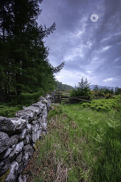 MearnsPhoto's tweet photo. Forest Wall
@MearnsPhoto
New colours coming through the old.
The midgies had a takeaway while I was shooting this scene. Midgie hood and hat next time.
#forestwall #ferns #Aberdeenshire #misty https://t.co/1aO66LnKdW