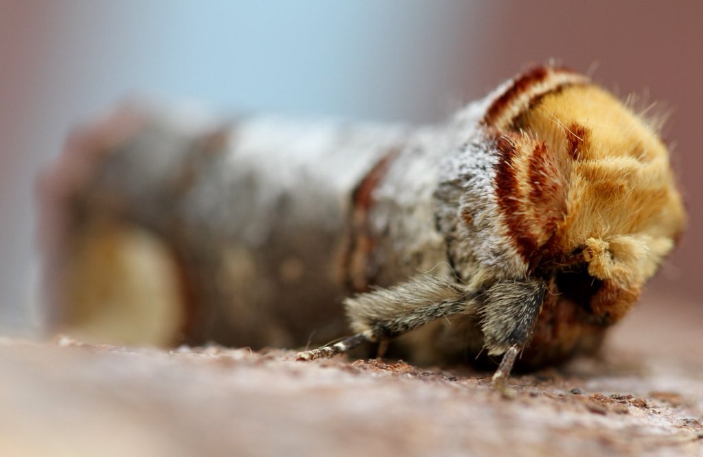 One of my favourite moths: the Buff Tip. Brilliant camouflage! #teamoth #oxfordshire @UpperThamesBC