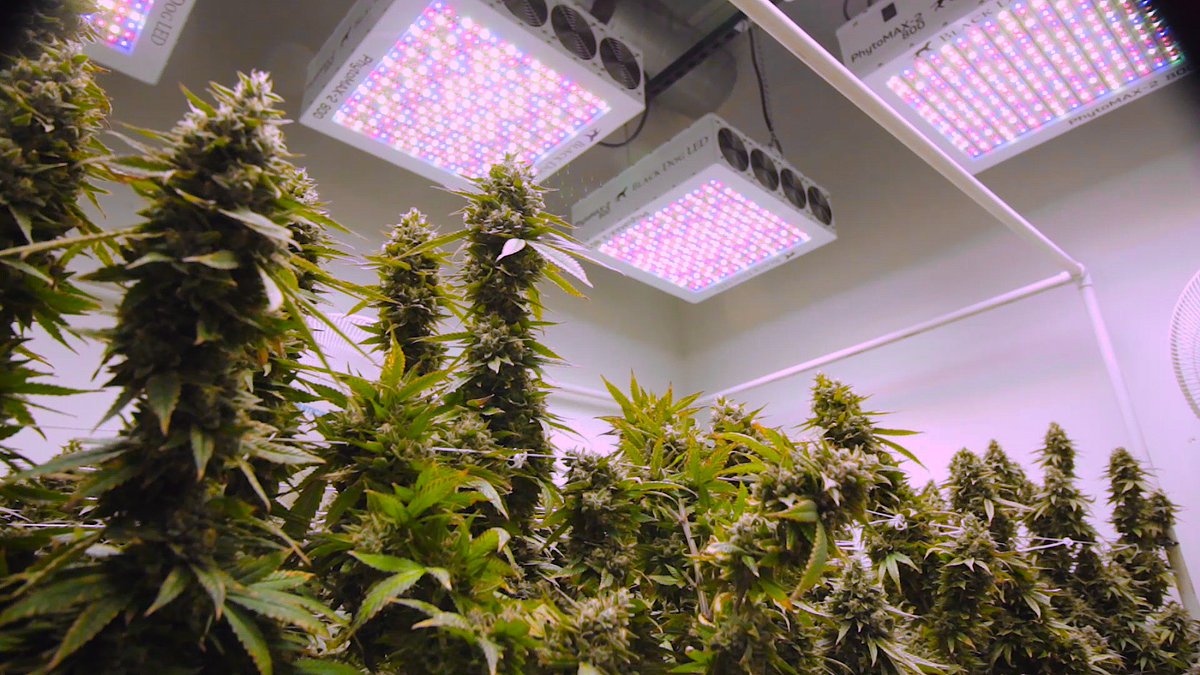 BlackDogLED's tweet photo. Maximize everything in your grow with the PhytoMAX-2 series grow lighting. Best spectrum for growing your plants. Learn more at your local hydro shop and at https://t.co/lWrwashrKv
#blackdogled #phytomax2 #phytogenesis #ledgrowlighting #indoorgrow #fullspectrumled https://t.co/jh892XahaF