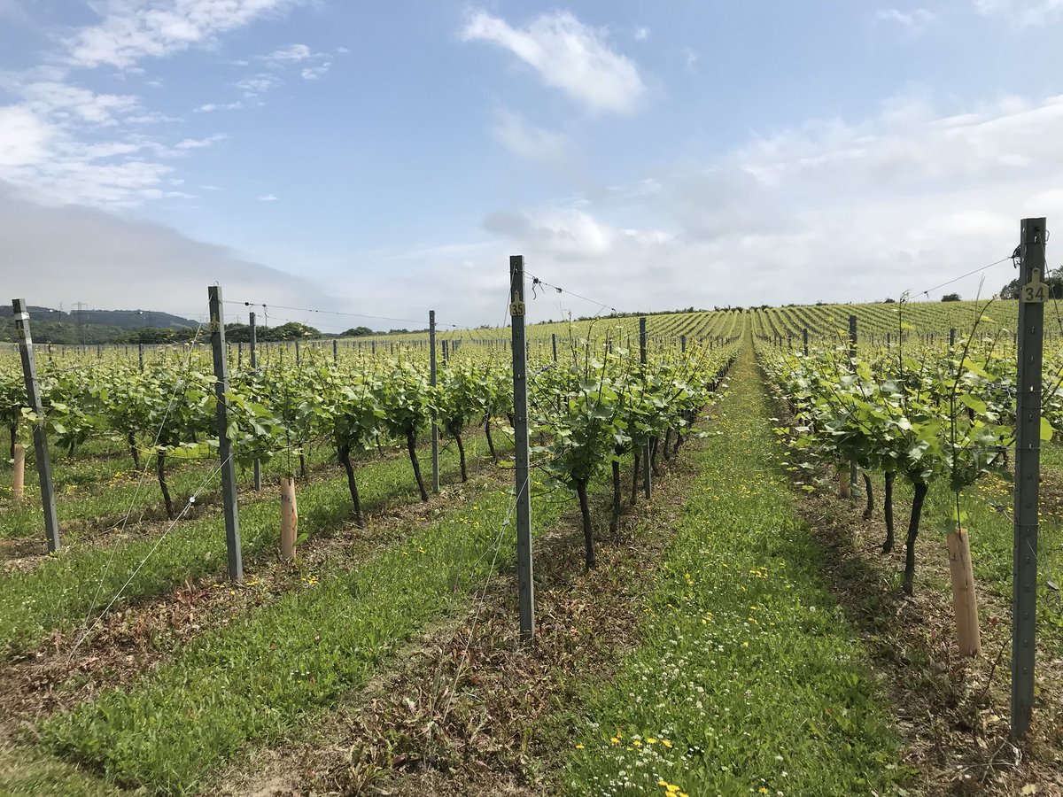 It’s great accidentally finding new places on adventures, today it was <a href="/ChapelDownWines/">Chapel Down</a> #KitsCoty #vineyard close to #Aylesford.
It was great for the kids to see a proper #EnglishWine #chardonnay plot <a href="/RadmilaKS/">Radmila Stembridge</a>