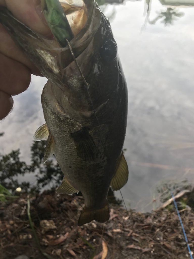 GMR_NYGFAN's tweet image. Just one of a bunch caught today. This one a few others on that Nextgen bait. #nextgenbaits. Thanks guys
