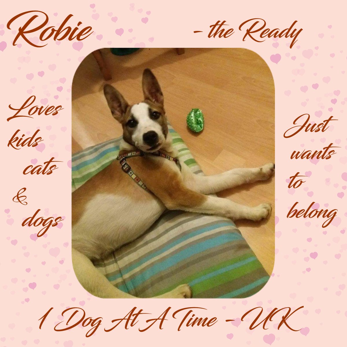 The_Animal_Team's tweet photo. Robie was found tied to a tree with wire...his tiny young body just skin &amp; bone. He's now in foster, he is very sweet &amp; loving, good with children, cats &amp; dogs. He’s so desperate for love @1dogatatimeuk https://t.co/gopXEJmc9F    #SundayMotivation #AdoptDontShop #RescueDogs #dogs https://t.co/jQQ01A35xV