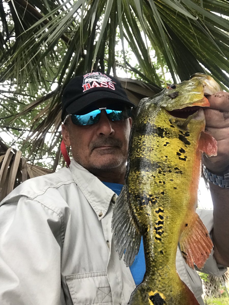 GMR_NYGFAN's tweet image. One of 18 today. 6 Peacocks and the rest these babies. A day to remember. #Nextgenbaits #jacklures #zoombaits #culpritbaits #berkleybaits #strikeking