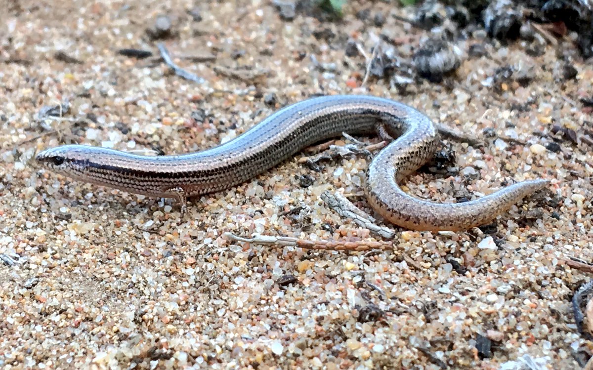 DrDMichael's tweet photo. Catching up on some #MurrayStudy finds. This is Lerista timida, a fossorial species of sand hills, fallen timber (woody debris) is paramount for their persistence in production landscapes. #wildoz @LTecology https://t.co/l9JdAprKQw