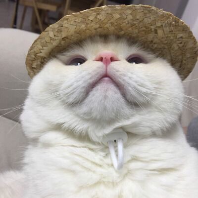 หัวหน้าแก๊งน้องน้ำจะอันฟอลแอคเค้าก่อนได้เลยนะคะ tweet media