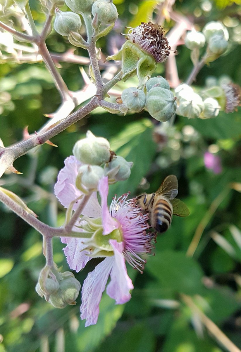 Guardiamo avanti ....#marmellata di #more !!  ;) (foto di Irene Gamberi )  #maremma #maremmans #naturelovers #nature #Toscana #italy