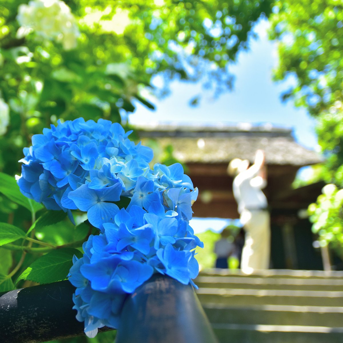 Eiji 東慶寺山門 東慶寺 18 6 4 花 はなまっぷ はなまっぷ紫陽花18 紫陽花 アジサイ あじさい 神奈川 鎌倉 北鎌倉 東慶寺 東京カメラ部 Tokycameraclub Nikon D500 Nikon Photography Tamronlens T Co Py16jw8yth Twitter