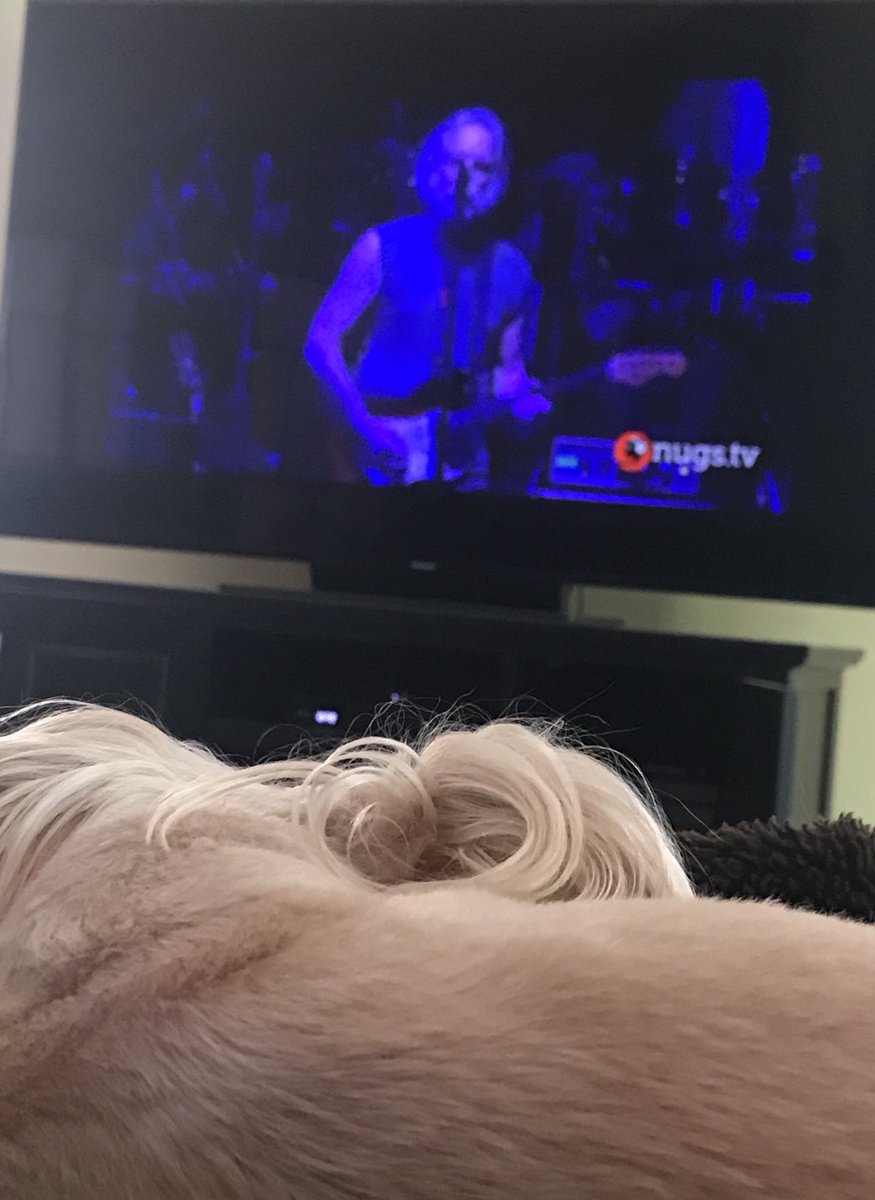 TigerRose420's tweet photo. HappySunday 
Little miss #roxybleurose  loves #DeadAndCompany https://t.co/qOKHvosDWz