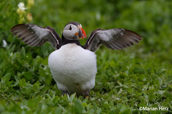 'Do what you can with all you have, wherever you are.' - Theodore Roosevelt #OceanOptimism #NationalOceanMonth #SeaBirdSunday #Puffin ow.ly/bYbh30knf1H