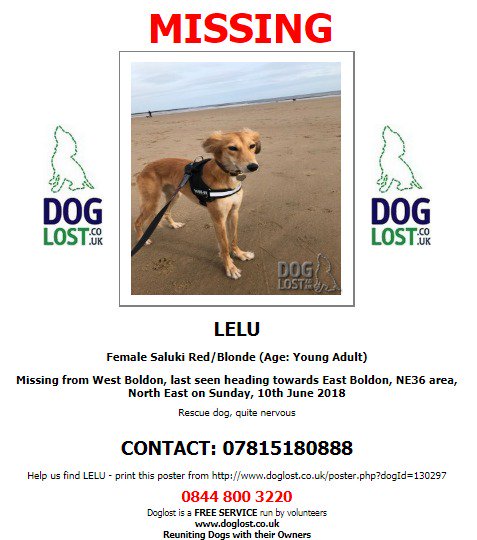 DogLostUK's tweet photo. #LOST #DOG LELU Female #Saluki
#EastBoldon #NE36
Sunday, 10th June 2018
#LostDog #ScanMe @VetsGetScanning @SAMPAuk_
https://t.co/ojy9vtuA9B https://t.co/SDktVhqhLB