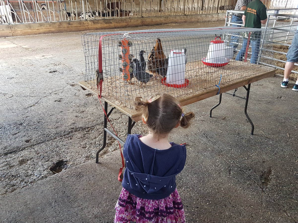 sleepycat1985's tweet photo. Lovely morning at Stocken Farm, we loved your herd and their friends! @ArlaDairyUK @OpenFarmSunday #openfarm18 https://t.co/XXVbOKfg5p