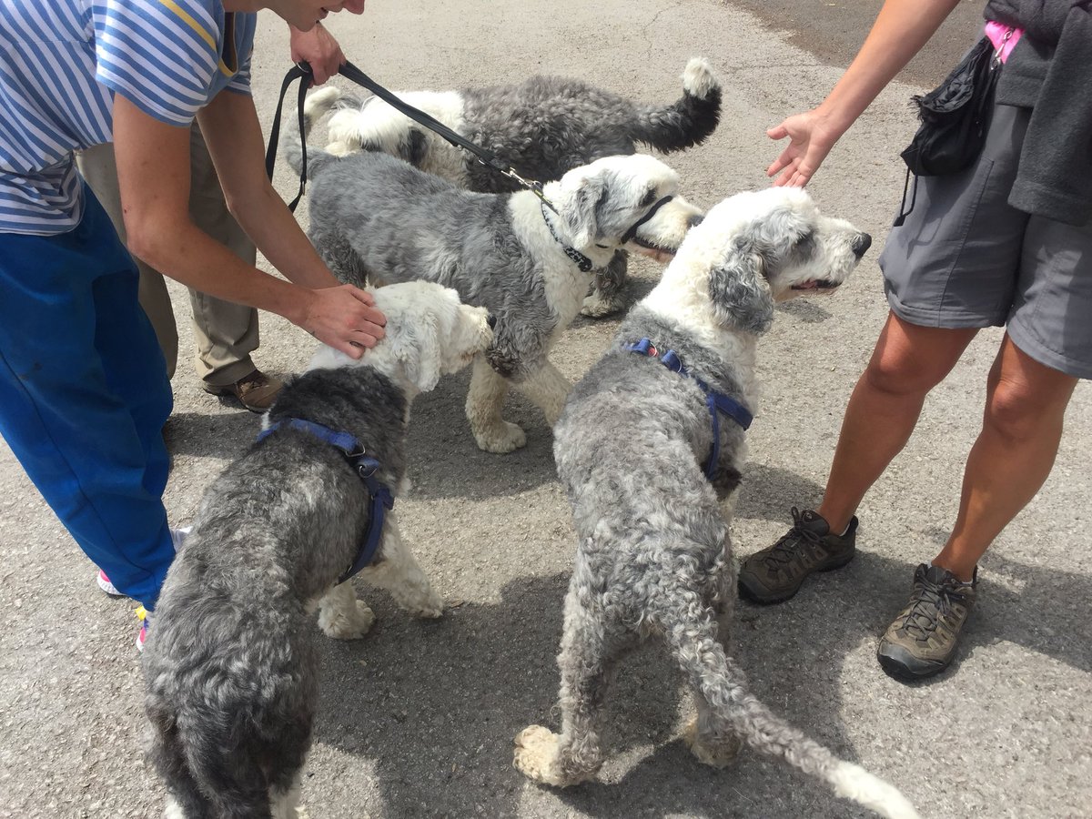 Walberswick1's tweet photo. Old English Sheepdog meeting just by chance on the canal near Ranby. https://t.co/ArSr9EhIec
