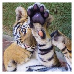 It’s the first CA 😺 Sunday of the new season in the 🏛Clawosseum! Who’s excited?!🙋🏼‍♀️🙋🏼‍♀️🙋🏼‍♀️