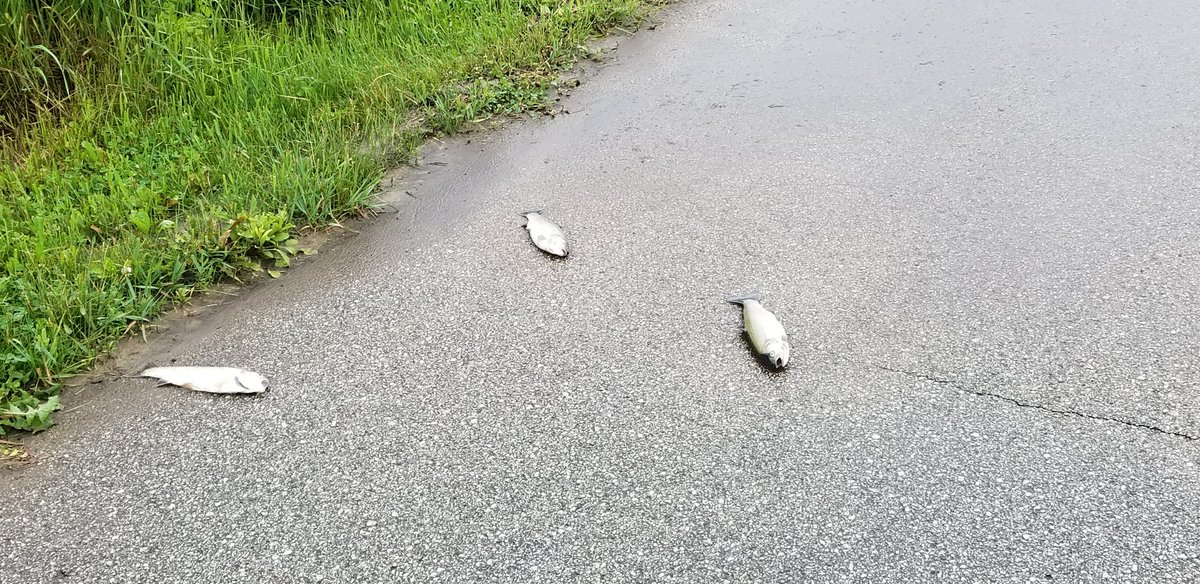 sgernes's tweet photo. Fish got washed up on walking and bike path from last night #tomuchrain https://t.co/IgQejdkvUl