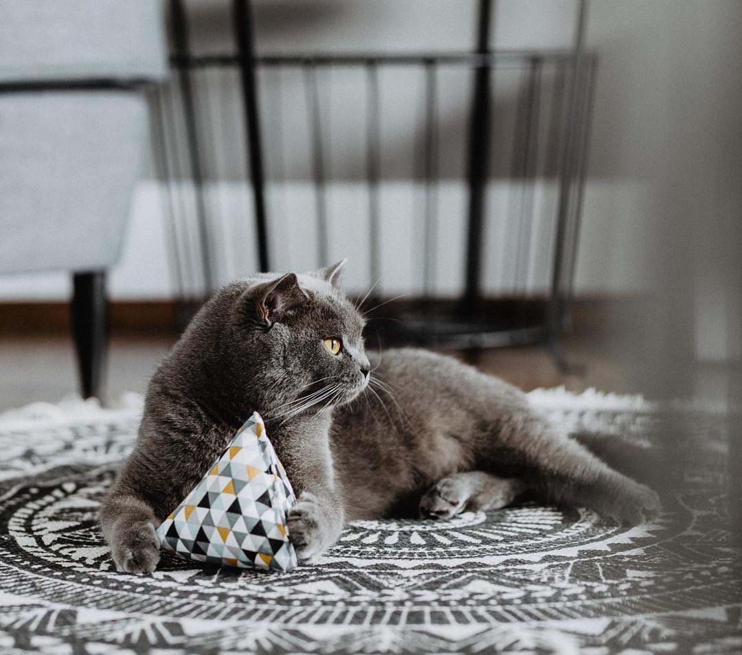 MinoumiCats's tweet photo. A Sunday well spent (with your cats) brings a week of content 😌
📷 @milka_and_smokey (instagram)
#minoumi #ambassacat #catnip #cattoy #interior https://t.co/b2sBlsiFqd