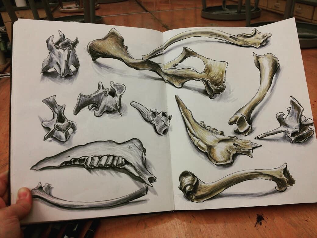 ScottoArt's tweet photo. Love studying these deer bones @McNiffCHS gave me #drawingisseeing #sketchbookjunky https://t.co/nsOzNn5ySS