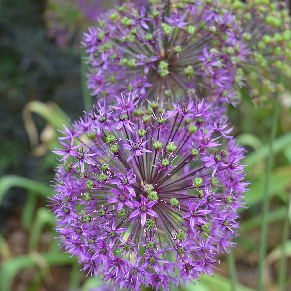 RBGCanada's tweet photo. We're getting major #Seussian vibes off the colour and shape of this Cornflower (Centaurea hypoleuca) and Ornamental Onion (Allium hollandicum) blooms! You could fill a garden with #Seussical whimsy! #weirdplants
#HamONT #BurlON #RBGblooms https://t.co/jtl7eZuyl5