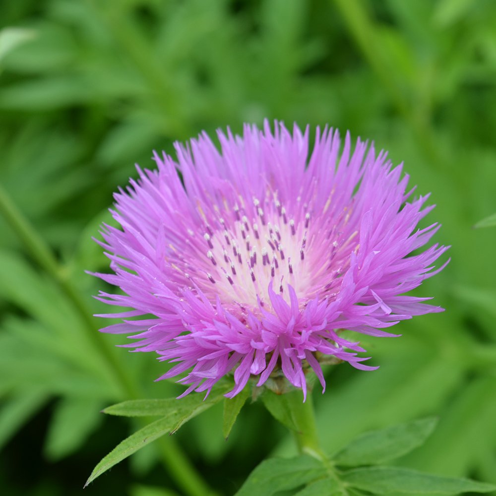 RBGCanada's tweet photo. We're getting major #Seussian vibes off the colour and shape of this Cornflower (Centaurea hypoleuca) and Ornamental Onion (Allium hollandicum) blooms! You could fill a garden with #Seussical whimsy! #weirdplants
#HamONT #BurlON #RBGblooms https://t.co/jtl7eZuyl5
