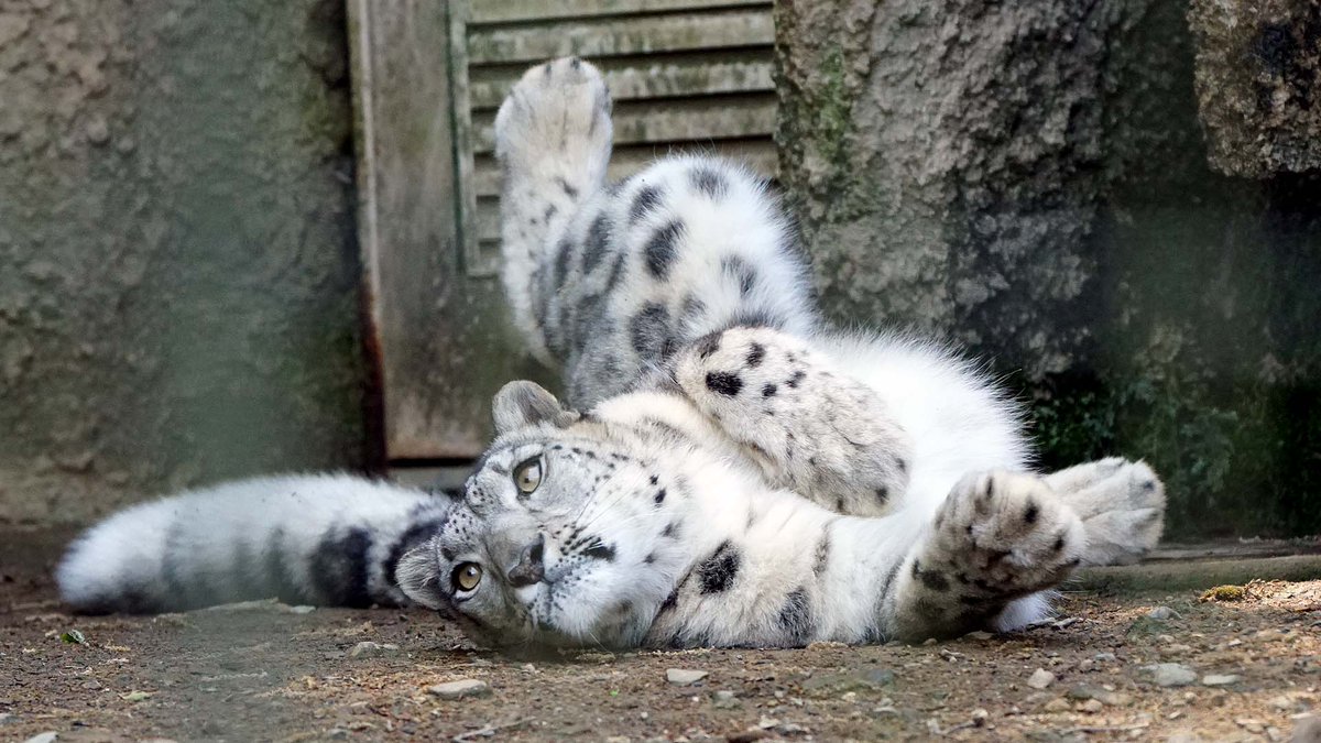 トラなお ゴロ ンってなってるユキヒョウかわいい 多摩動物公園 ユキヒョウ Snowleopard